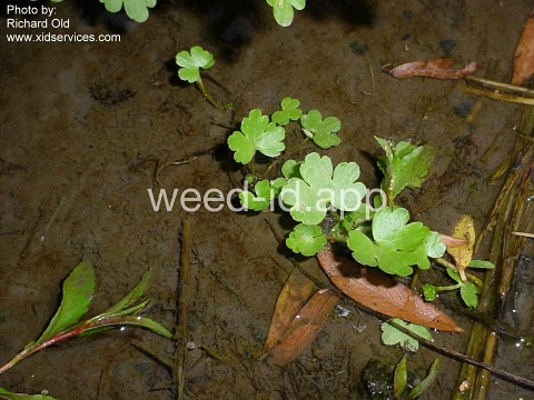 buttercup, crowfoot